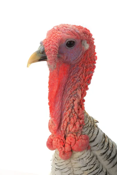 Portrait turkey male — Stock Photo, Image