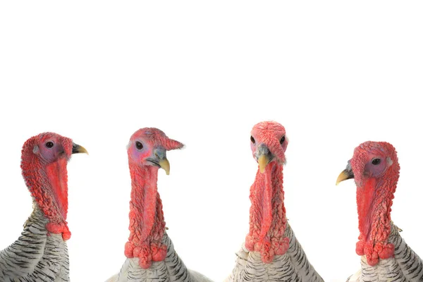 Portrait turkeys male — Stock Photo, Image