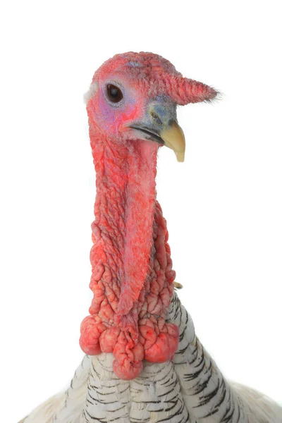 Portrait turkey male — Stock Photo, Image