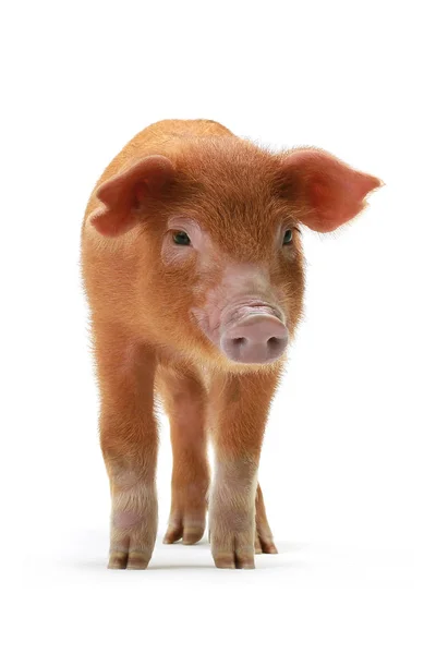 A pig red — Stock Photo, Image