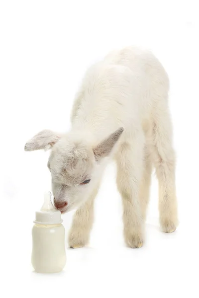 Ziegenkind mit Milchflasche — Stockfoto