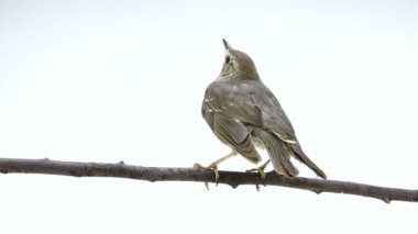 Ardıç kuşu (Turdus philomelos)
