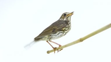 Ardıç kuşu (Turdus philomelos)