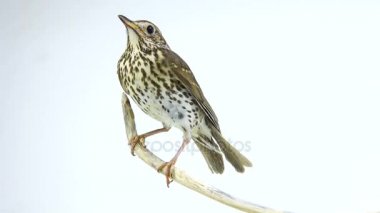 Ardıç kuşu (Turdus philomelos)