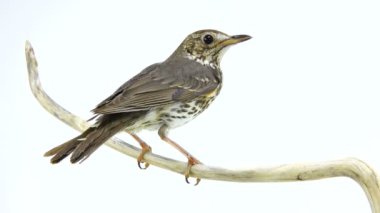 Ardıç kuşu (Turdus philomelos)