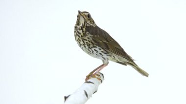 Ardıç kuşu (Turdus philomelos)
