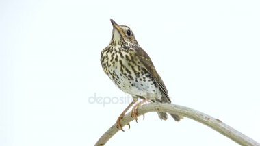 Ardıç kuşu (Turdus philomelos)