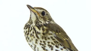 Ardıç kuşu (Turdus philomelos)