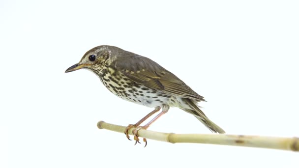 Tordo de canção (Turdus philomelos) — Vídeo de Stock