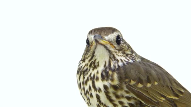 Tordo de la canción (Turdus philomelos) — Vídeos de Stock