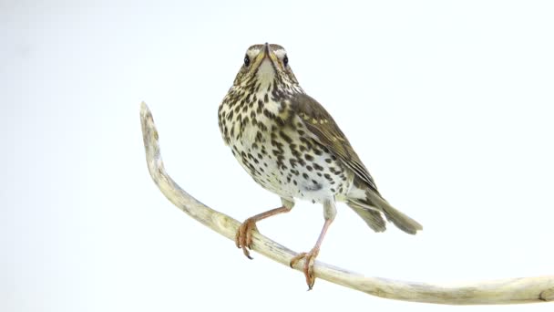 Tordo de canção (Turdus philomelos) — Vídeo de Stock