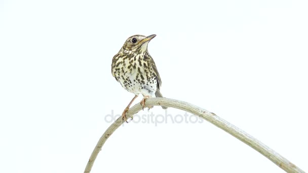 Song Thrush (Turdus philomelos) — Stock Video