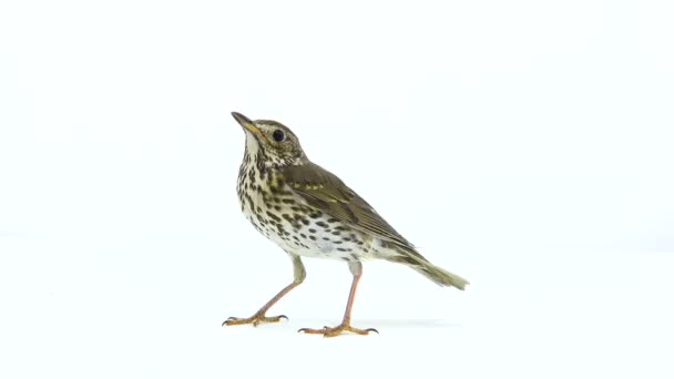 Tordo de canção (Turdus philomelos) — Vídeo de Stock