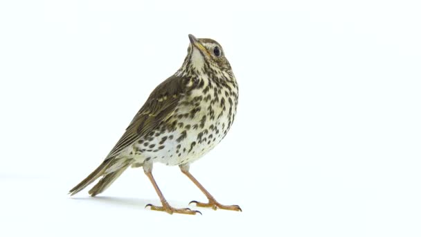 Song Thrush (Turdus philomelos) — Stock Video