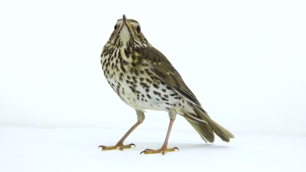 Song Thrush (Turdus philomelos) — Stock Video