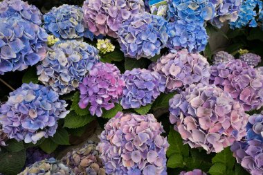 duran ortanca çiçek