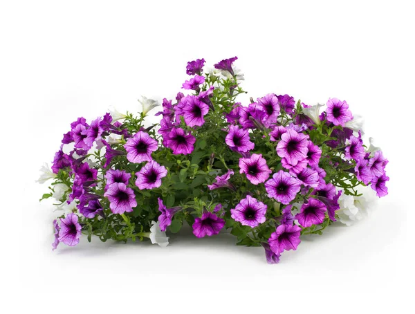 Flowering petunia in pot — Stock Photo, Image