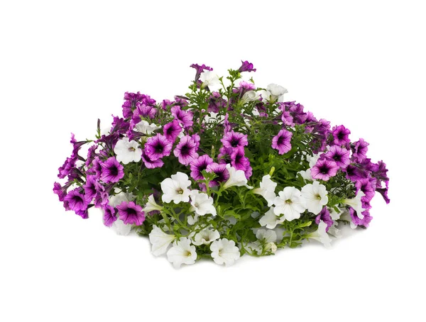 Bloeiende petunia in pot — Stockfoto