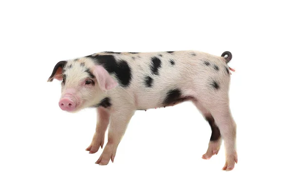 Pig on a white — Stock Photo, Image