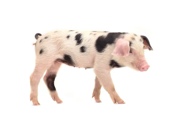 猪在一张白纸 — 图库照片