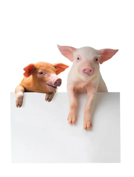 Zwei Schweine auf weißem — Stockfoto