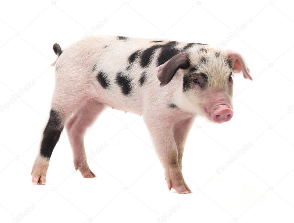 pig on a white