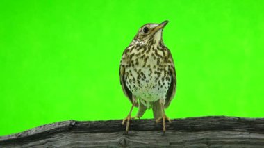 Ardıç kuşu (Turdus philomelos)