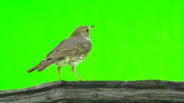 Ardıç kuşu (Turdus philomelos)