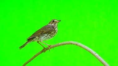 Ardıç kuşu (Turdus philomelos)