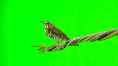 Ardıç kuşu (Turdus philomelos)