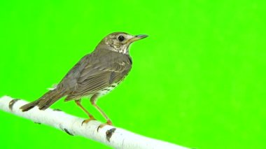 Ardıç kuşu (Turdus philomelos)