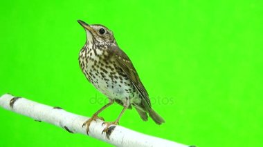 Ardıç kuşu (Turdus philomelos)