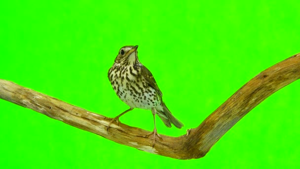 Grive chantée (Turdus philomelos)