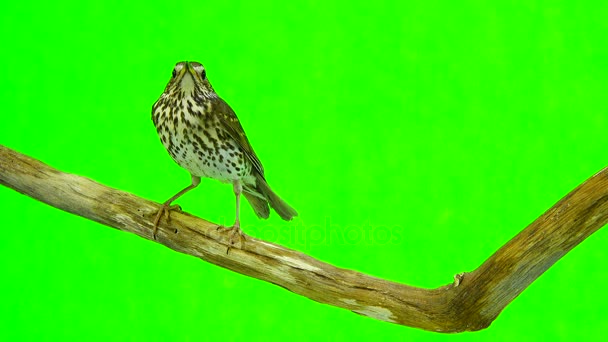 Grive chantée (Turdus philomelos)