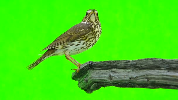 Tordo de la canción (Turdus philomelos) — Vídeo de stock