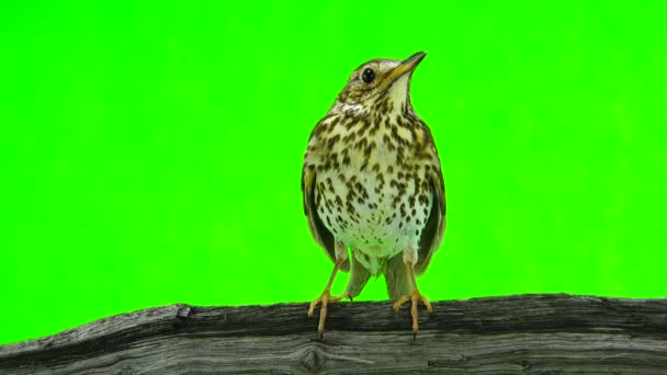 Grive chantée (Turdus philomelos)