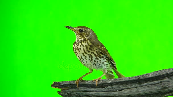 Grive chantée (Turdus philomelos)