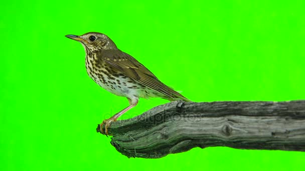 Grive chantée (Turdus philomelos)