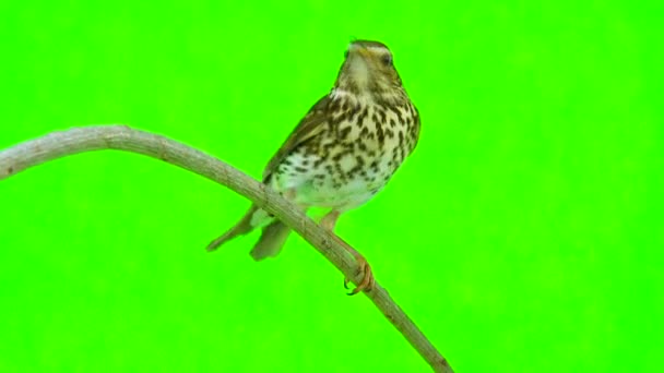 Grive chantée (Turdus philomelos)