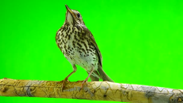 Grive chantée (Turdus philomelos)