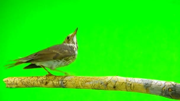 Tordo de la canción (Turdus philomelos) — Vídeos de Stock