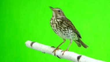 Ardıç kuşu (Turdus philomelos)