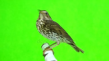 Ardıç kuşu (Turdus philomelos)