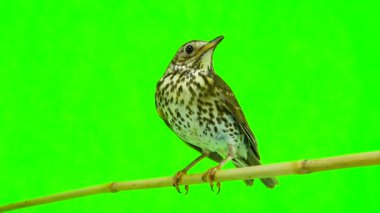 Ardıç kuşu (Turdus philomelos)