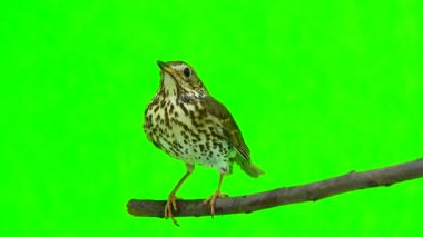 Ardıç kuşu (Turdus philomelos)