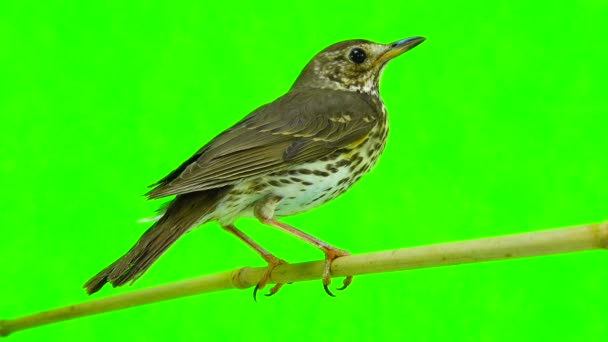 Tordo de canção (Turdus philomelos) — Vídeo de Stock