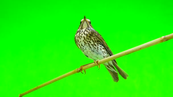 Lagu thrush (Turdus philomelos) — Stok Video