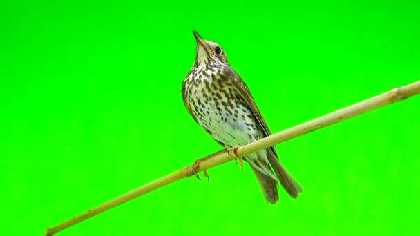 Grive chantée (Turdus philomelos)