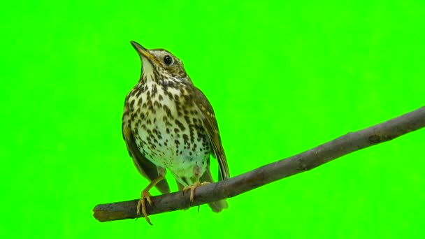 Grive chantée (Turdus philomelos)