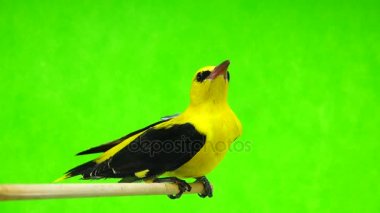 Bayağı sarıasma (Oriolus oriolus) 